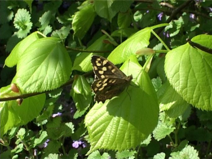 Waldbrettspiel ( Pararge aegera ), Weibchen : Am Niederrhein, 21.04.2005